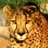 CheetahsRWild