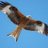 redskykite
