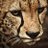 williamgiraldo8
