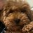 jean_novic