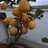 lemonfromRome