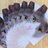 cats_cucumbers