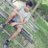 Amit01dx