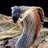 Snake405