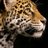 BALAM_71