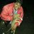 Mithil_007