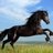 fleekhorse