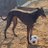 Greyhoundcat1