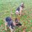 2gsddogs