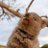 TyGrammarRex