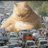 catman22299