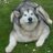 SpaceLaserDog