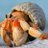 Bernard_2303