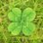 un_lucky_clover