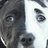 thebarkhalf