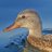 Stuart_Winton