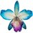 OrquideaAzul8