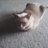 coolcatoscar