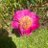 shenshu23
