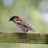 Vinay_Chugh