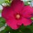 DRBRAJESHKUMAR7