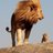 LionGodfather