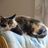 Katie_t_cat