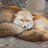 berlinfoxtech