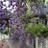 chapman77_sarah