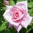 RoseBates