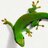 londongecko