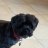 lulus_buddy