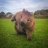 CombatWombat177