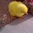 guguelito_