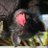 Updownbat