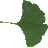 Gingko_fr