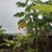 terese_ninga