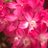 katblossom