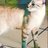 Gatohistorico1