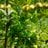 Chinaar90