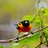 thebirblawyer1