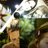 sally_jayne_h