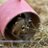 CarolineHoskin8