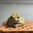 spitinghatefrog