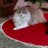 Shelini614