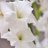 mrsgladioli