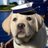 CaptainPuppers