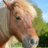 poneydelamort