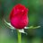 bud_ros