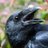 TheRealCorvid